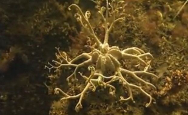 深海生物