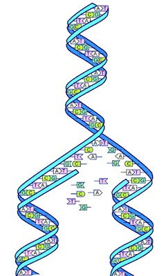 DNAの複製